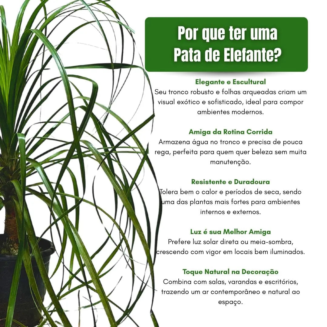 Muda Pata-de-Elefante (Beaucarnea recurvata)