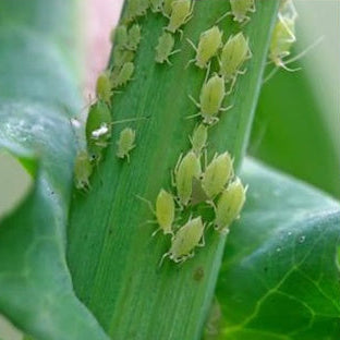 Inseticida Defende Óleo de Neem Forth 500ml