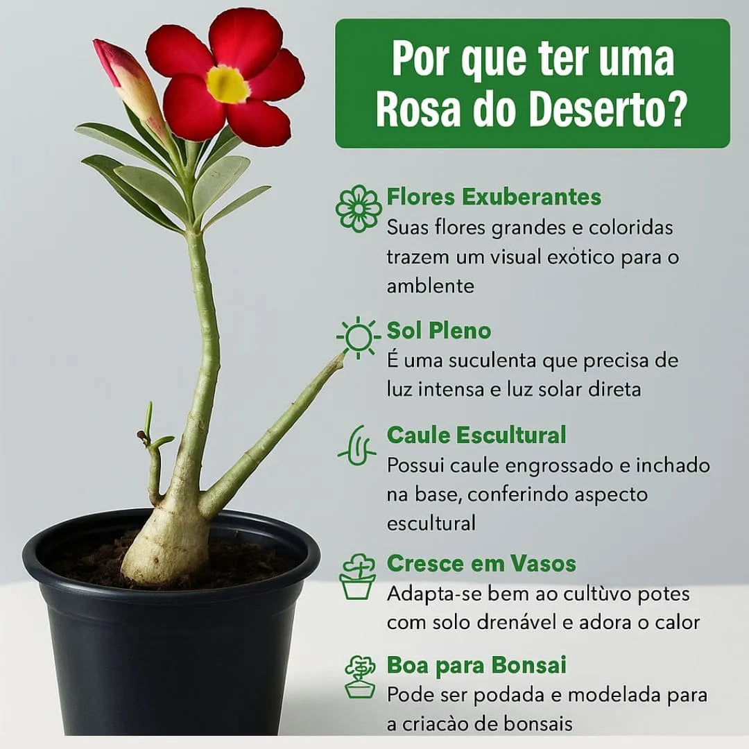 Muda Rosa do Deserto (Adenium obesum) - Cores Sortidas