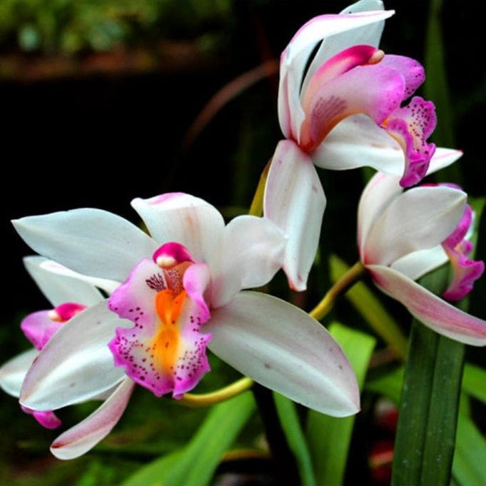 Forth Adubo Orgânico para Floração de Orquídeas 500ml