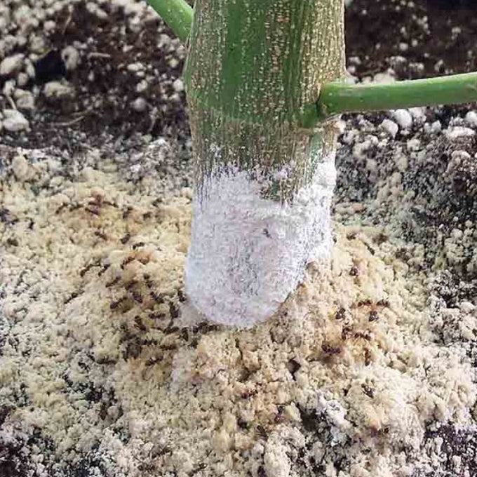 Terra de Diatomáceas 500g