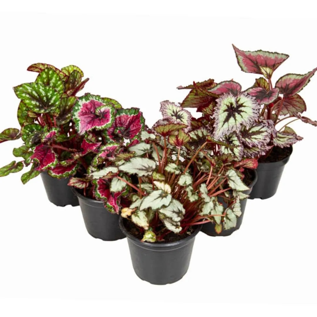 Muda Begônia Rex - Pote 12