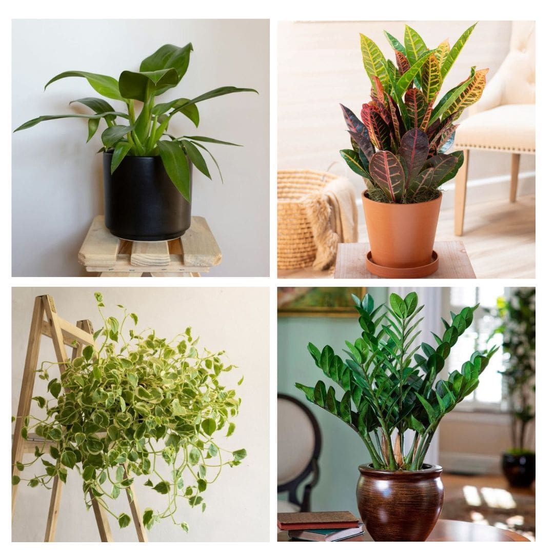 Kit de Planta Natural com 4 Mudas para Decoração Interna