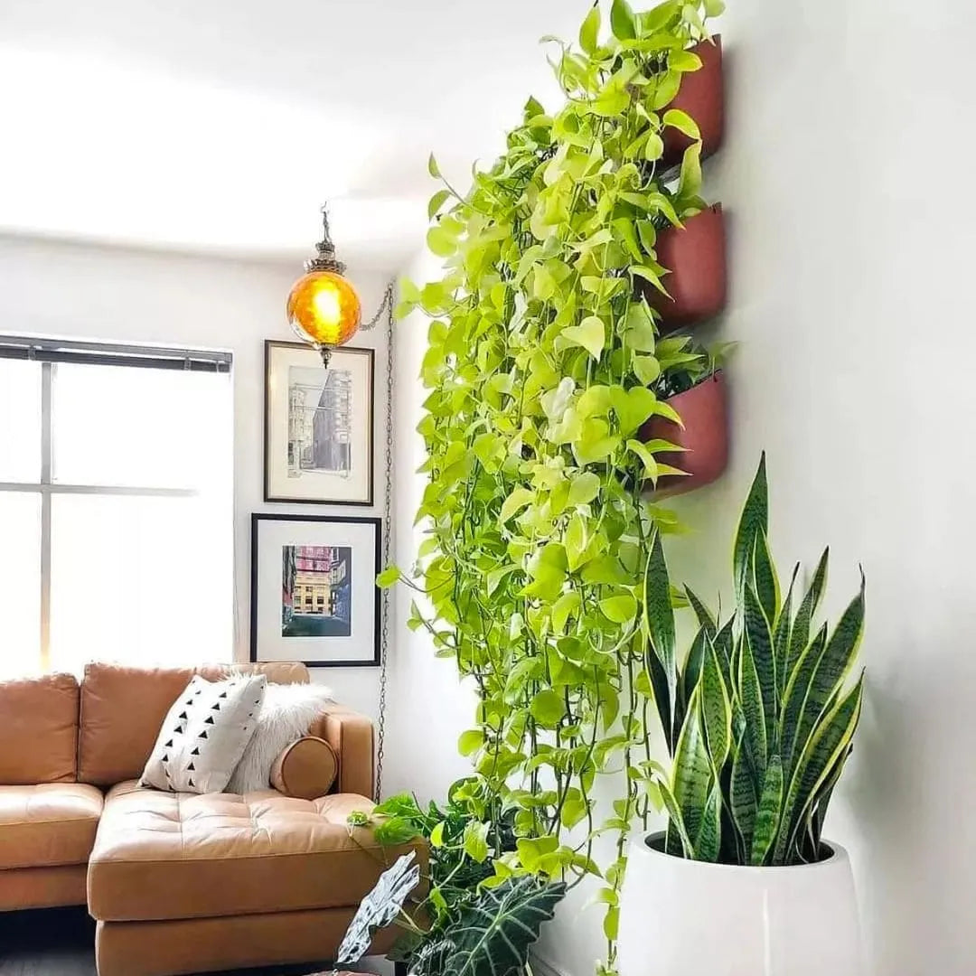 Muda Jiboia Amarela (Epipremnum aureum ‘Golden’)