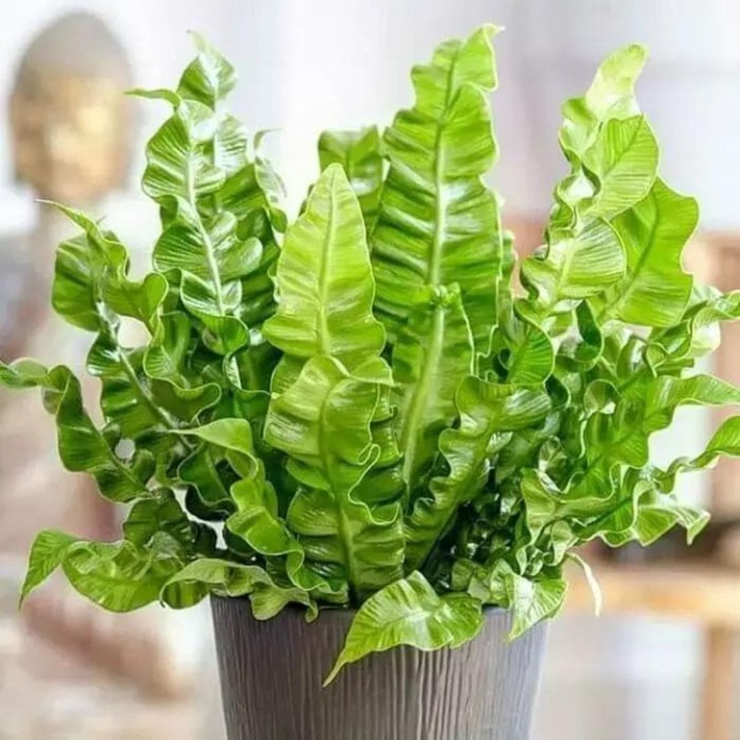 Kit de Planta Natural com 4 Mudas para Decoração Interna