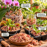 Musgo Esfagno Rosado Seco para Orquídeas e Plantas Carnívoras 3L