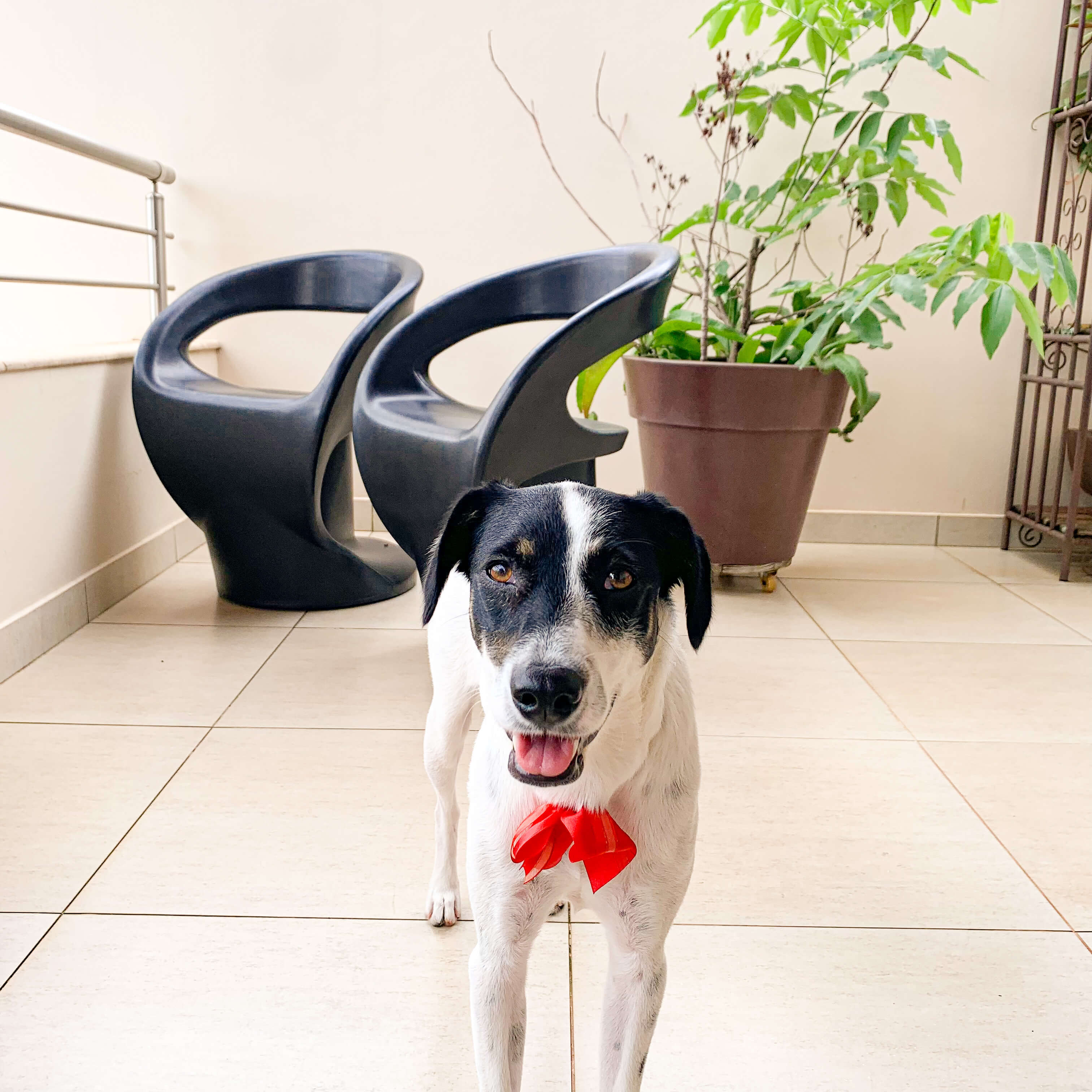 Cadeira Poltrona Astúrias de Polietileno