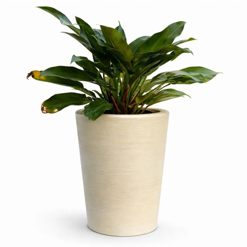 Vaso Texturizado Damasco em Polietileno