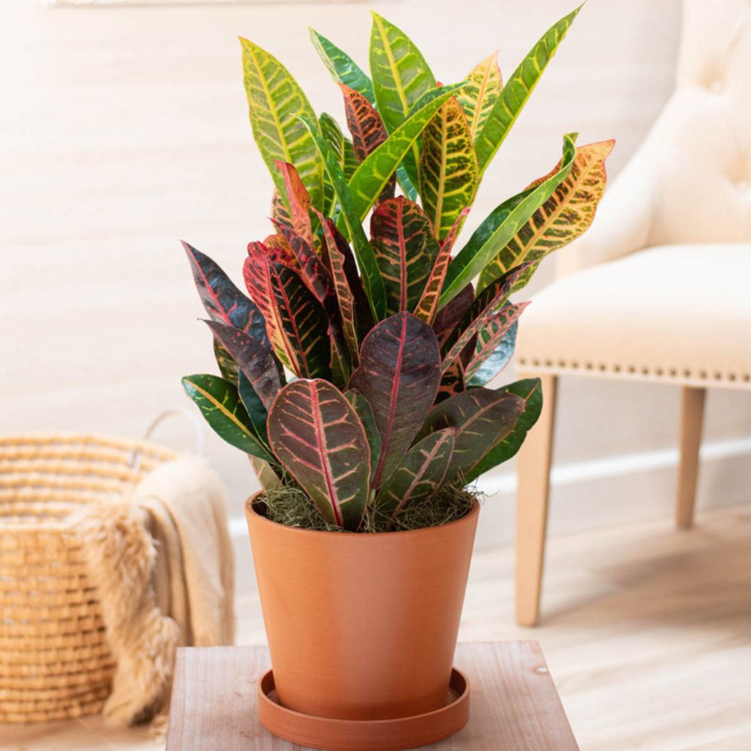 Muda de Cróton Petra (Codiaeum variegatum)