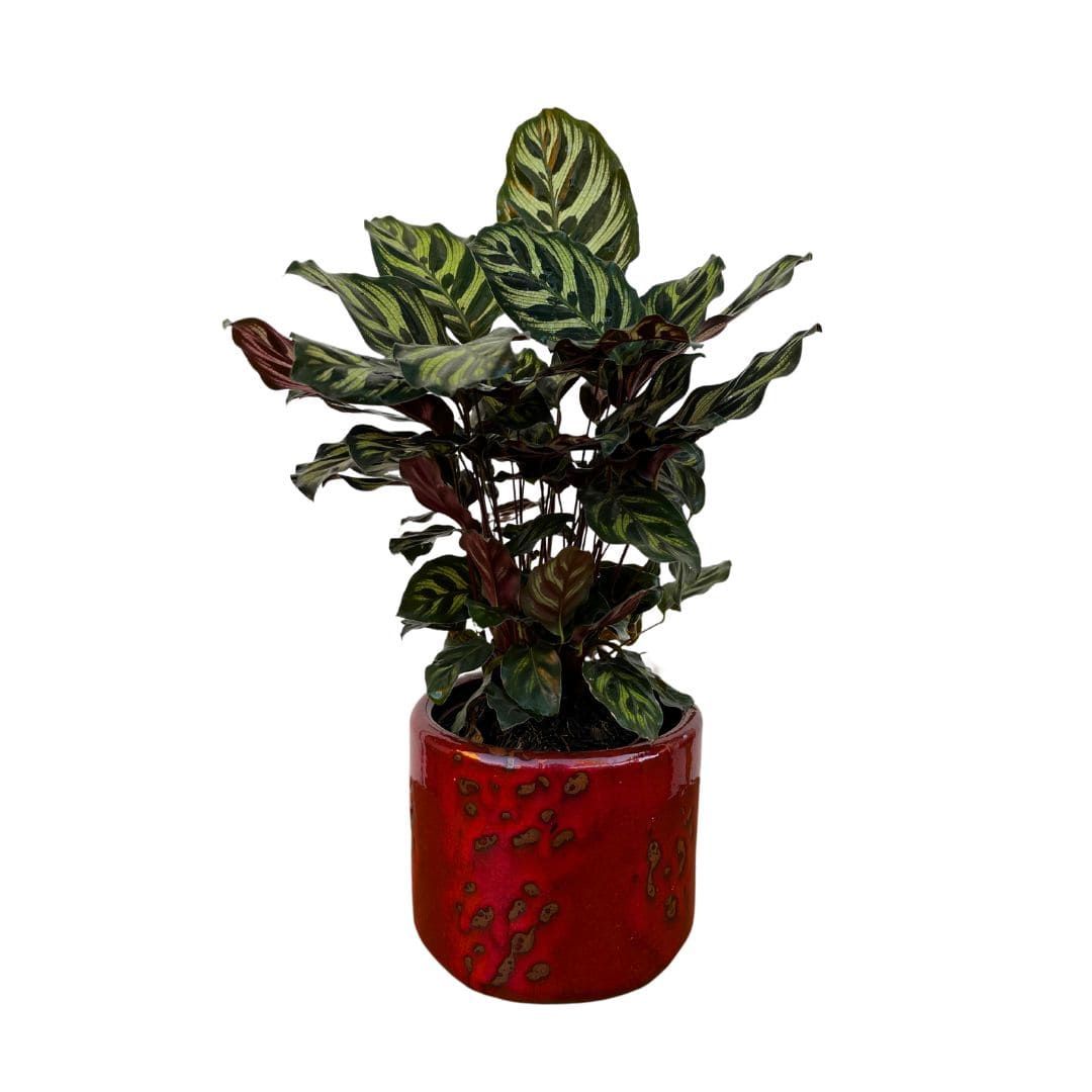 Vaso Cachepot de Cerâmica Texturizada