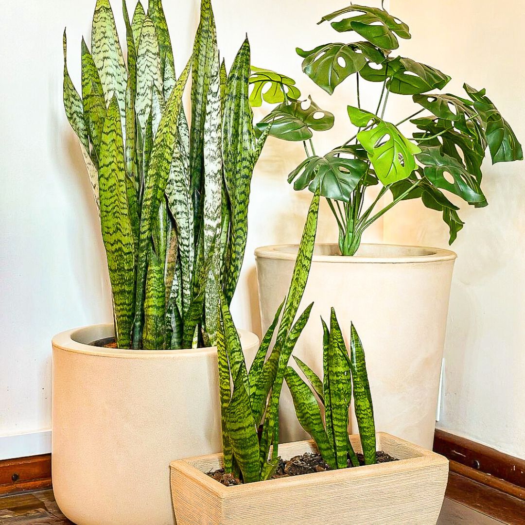 Muda Espada de São Jorge (Sansevieria trifasciata) - Pote 24