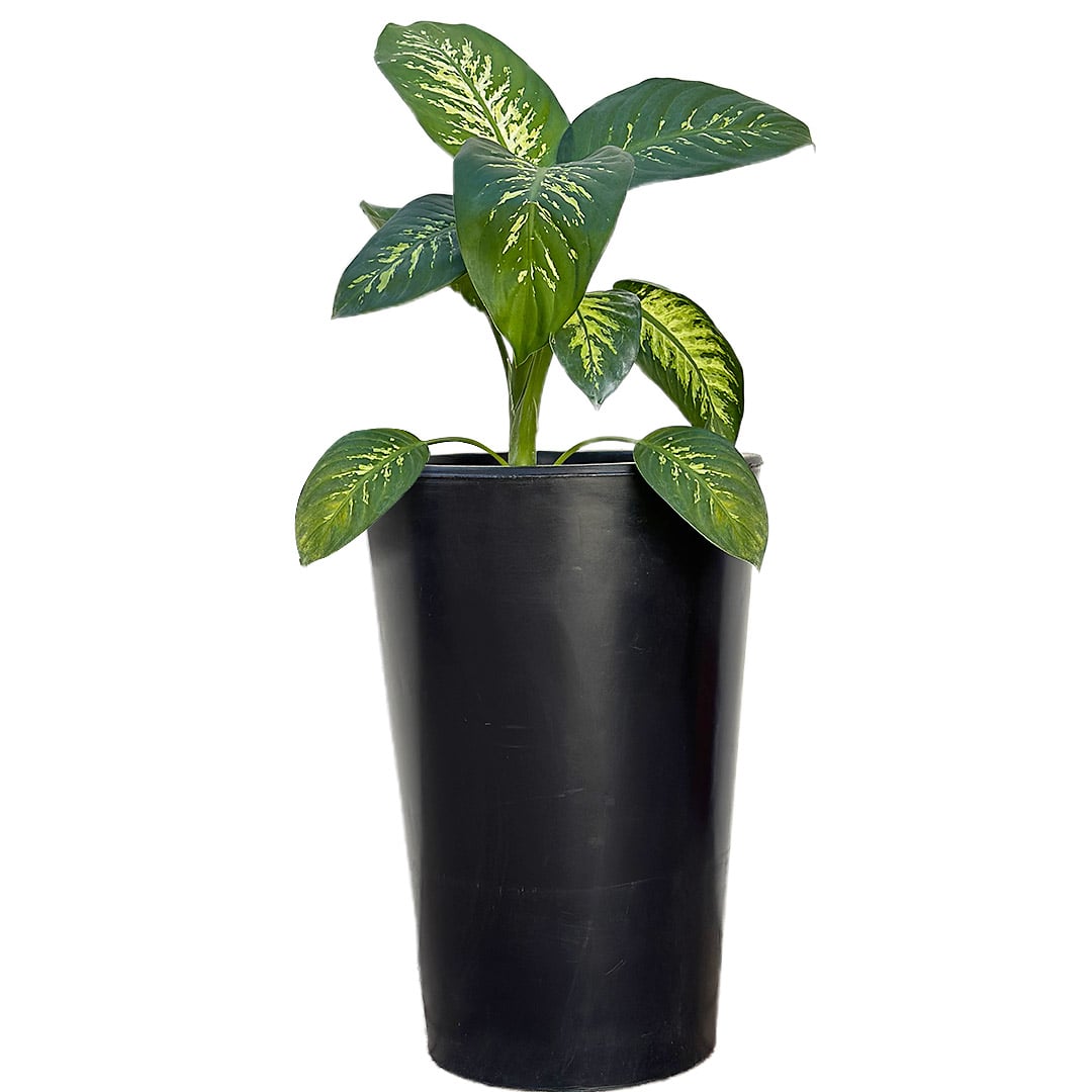 Kit 3 Vasos Damasco Brilhantes