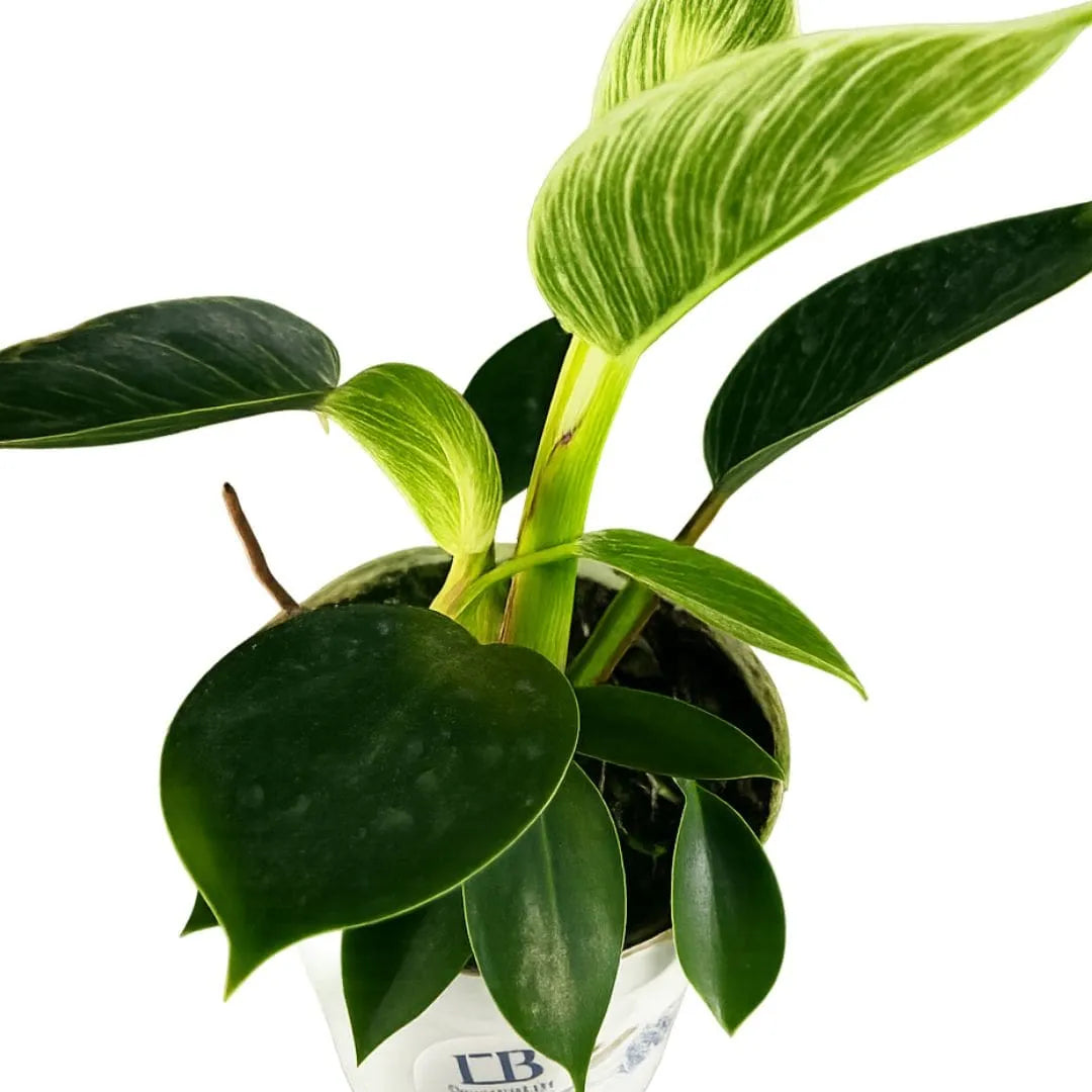 Muda de Philodendron Birkin