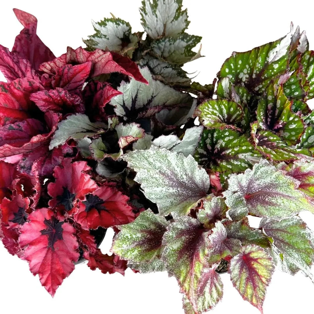 Muda Begônia Rex - Pote 12