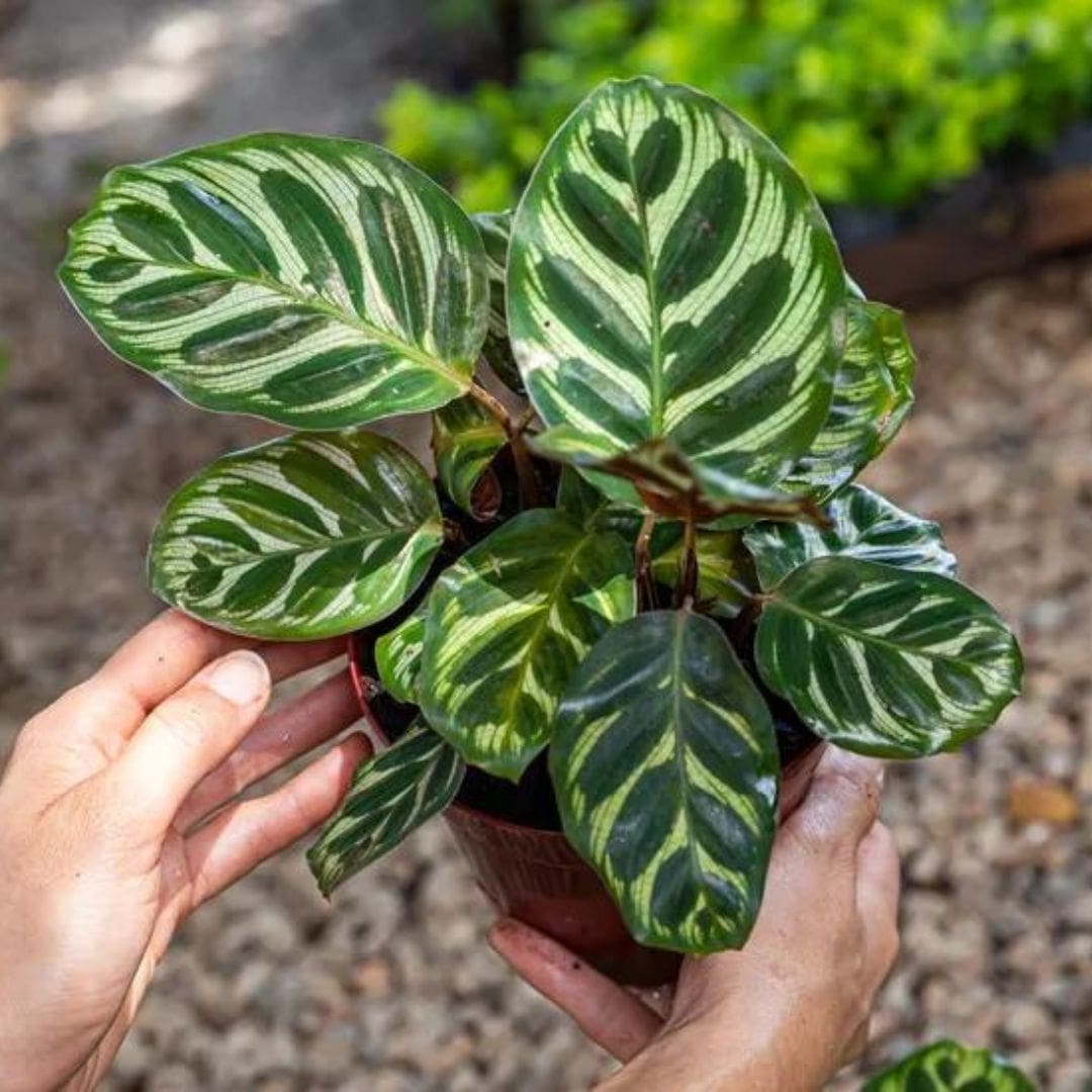 Muda de Maranta Makoyana