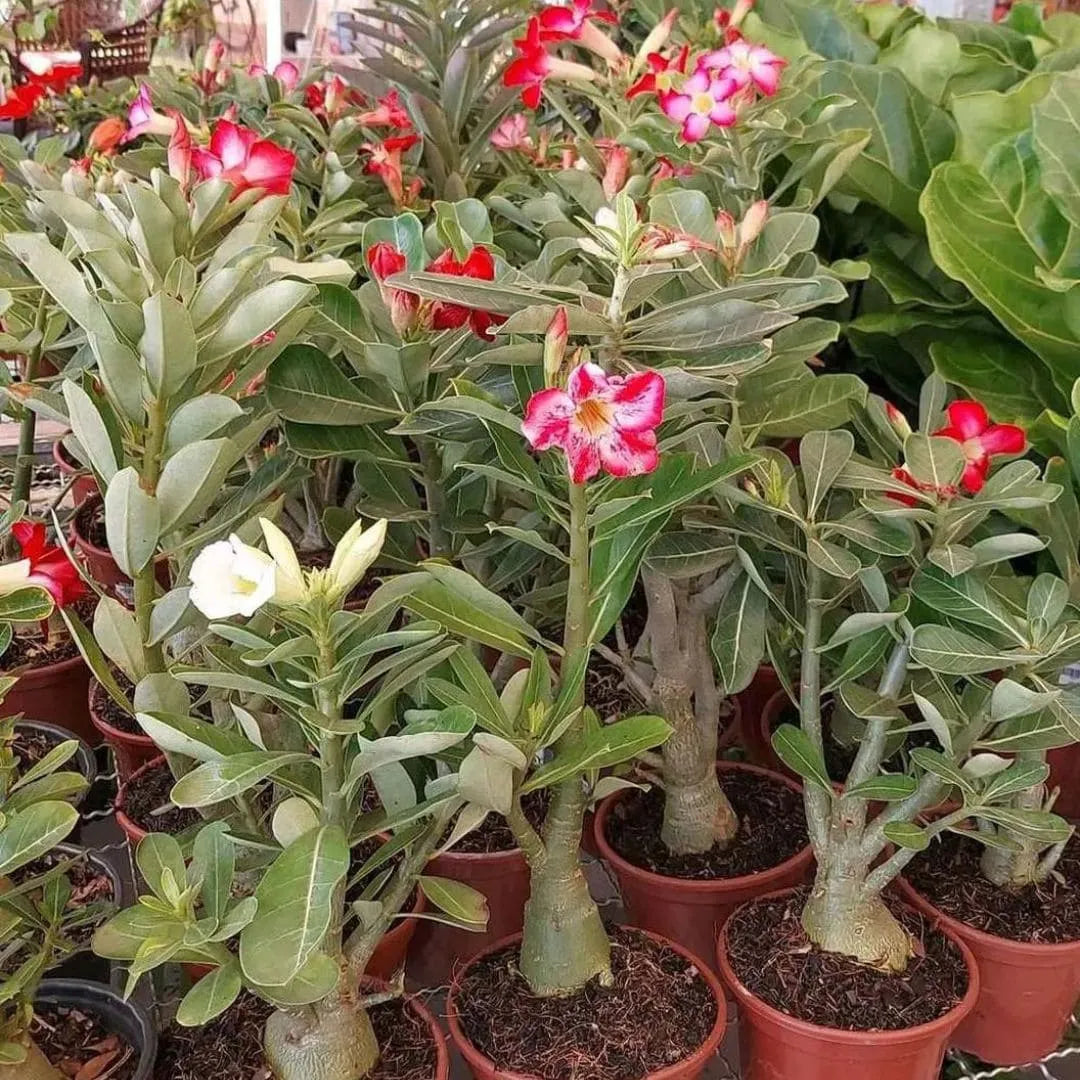 Muda Rosa do Deserto (Adenium obesum) - Cores Sortidas