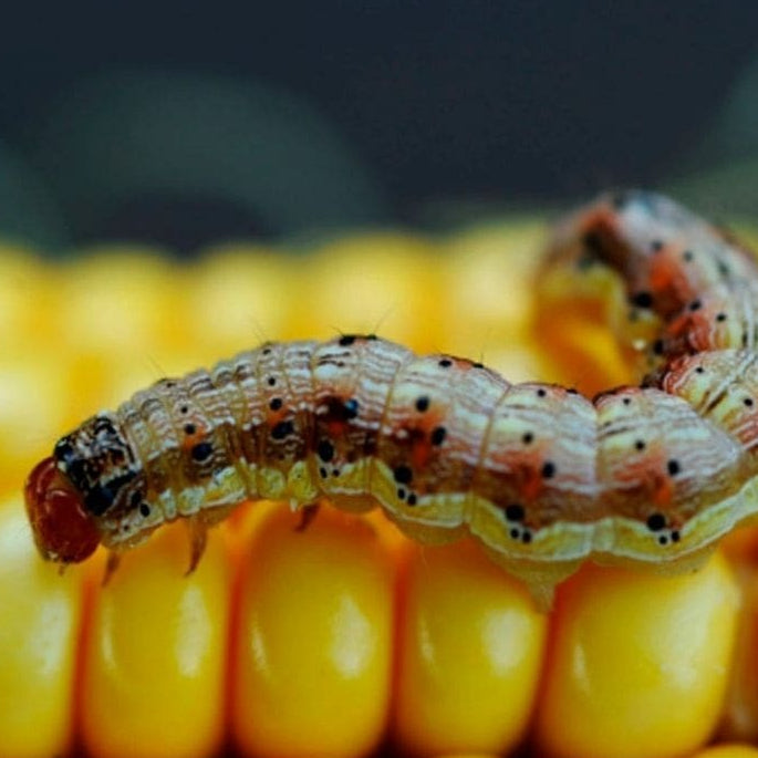 Inseticida Defende Concentrado Forth 30ml