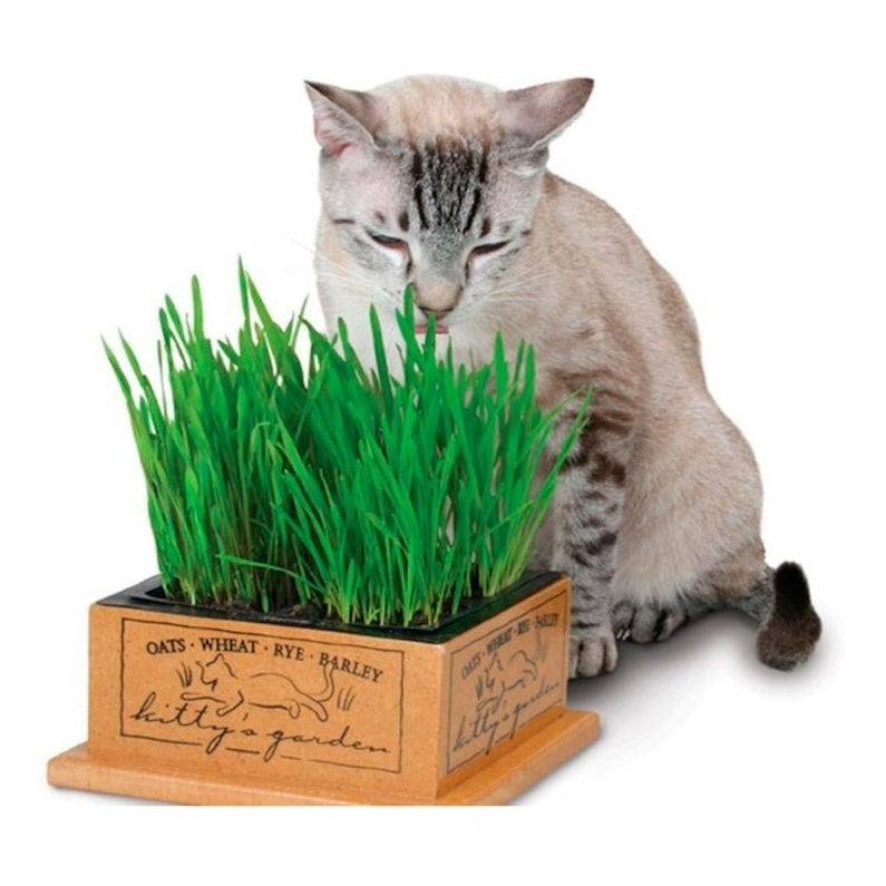 Sementes de Grama dos Gatos 1000 sementes