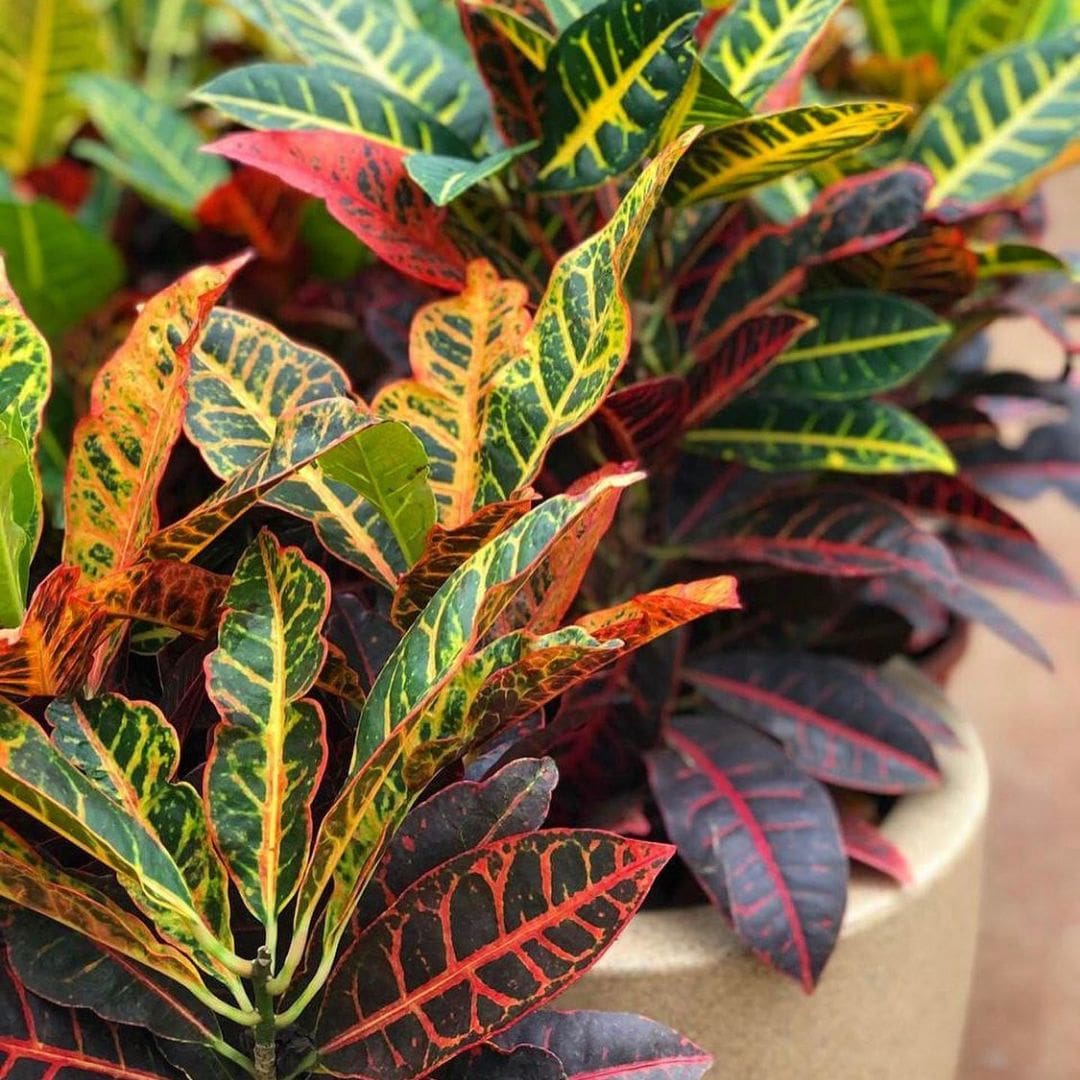 Muda de Cróton Petra (Codiaeum variegatum)