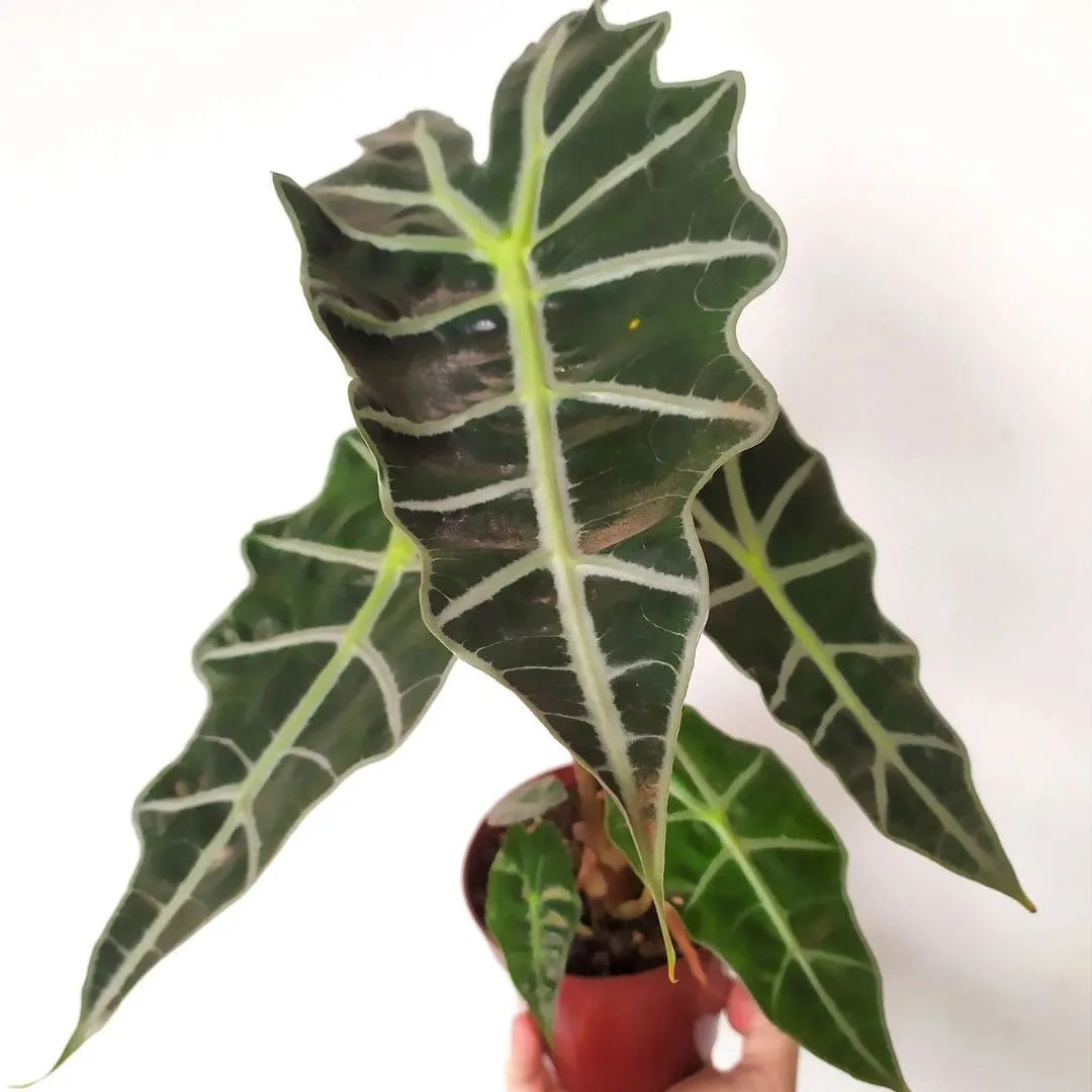 Muda Alocasia Polly (Alocasia amazonica ‘Polly’)