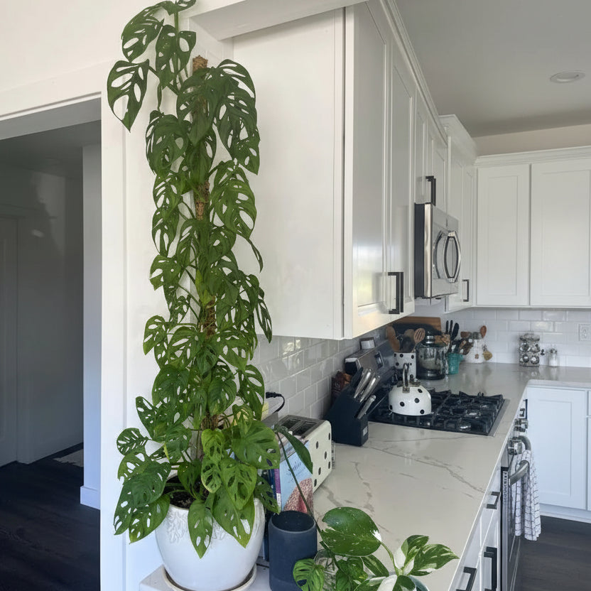 Muda Monstera Adansonii