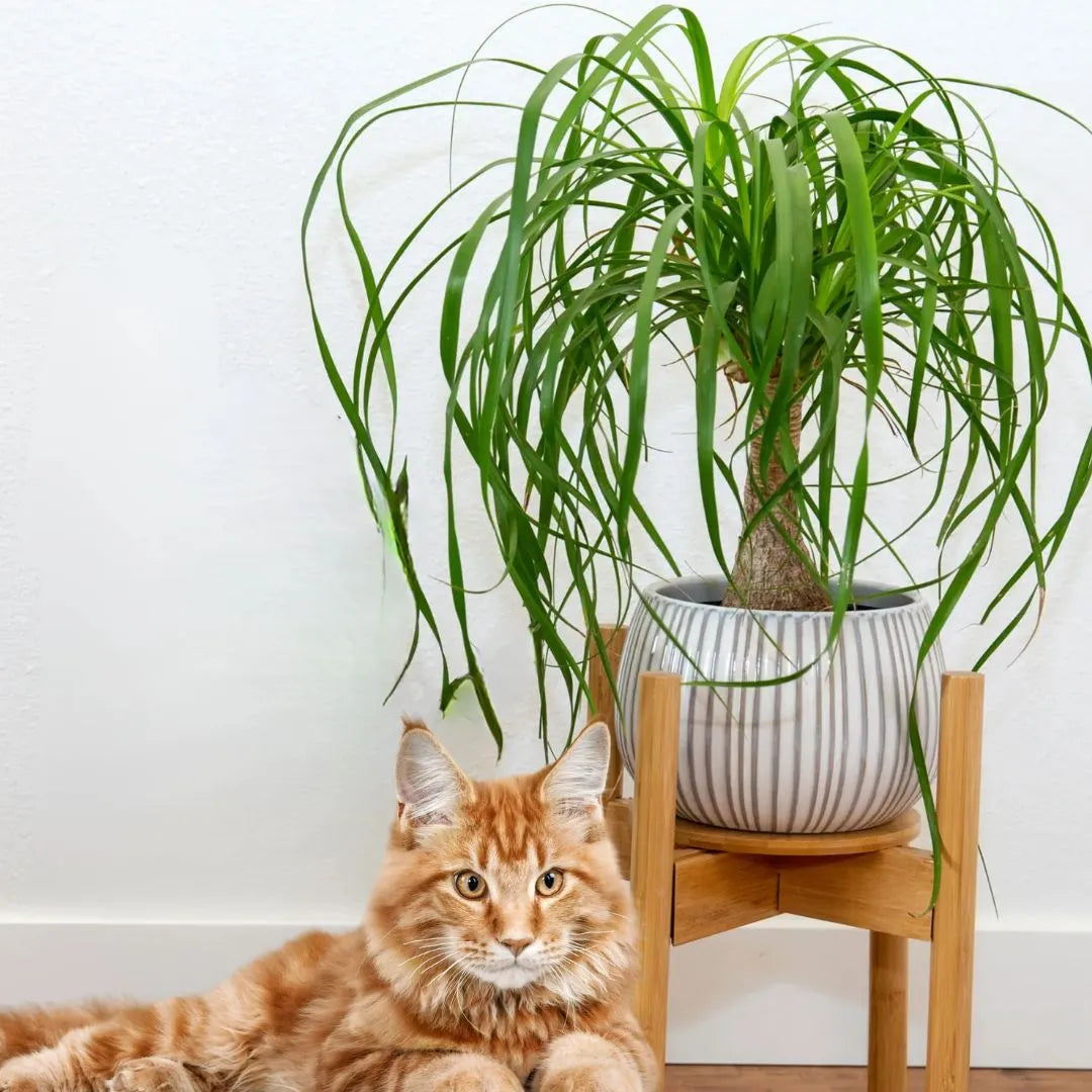 Muda Pata-de-Elefante (Beaucarnea recurvata)