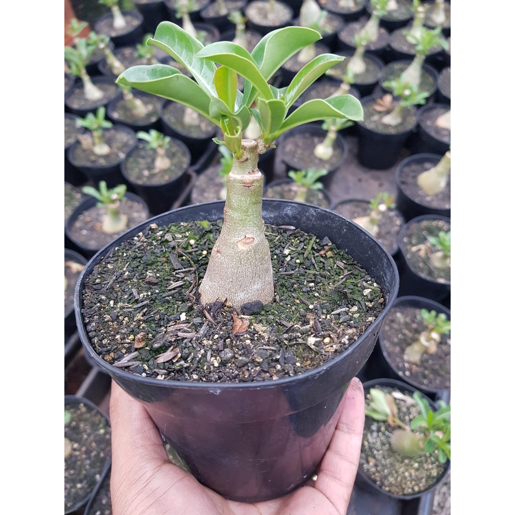 Forth Adubo para Rosa do Deserto 3kg