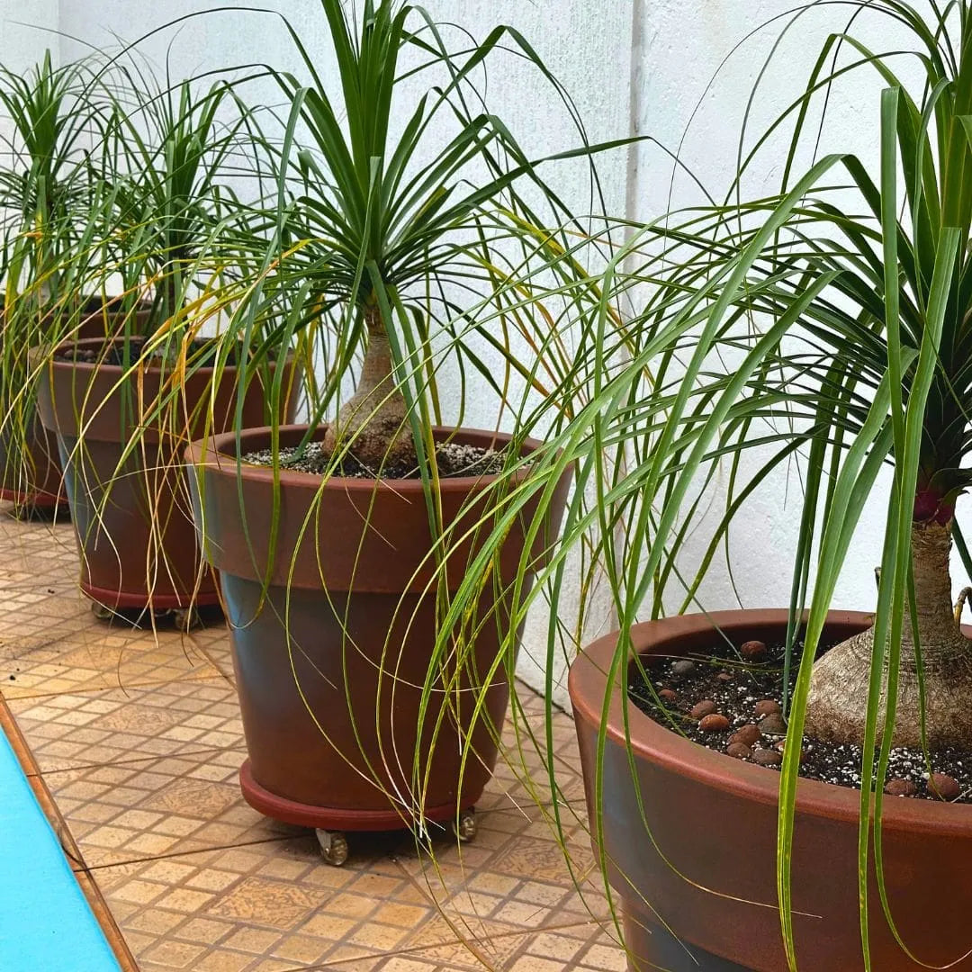 Muda Pata-de-Elefante (Beaucarnea recurvata)