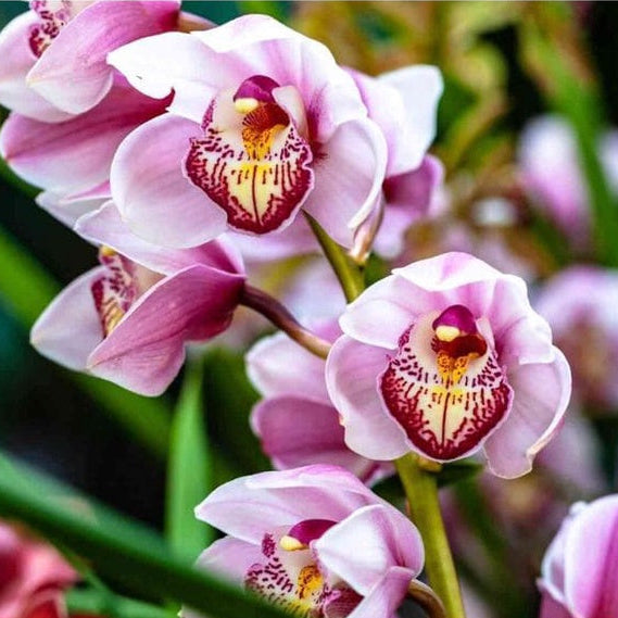 Kit Adubos Orgânicos Forth para Orquídeas