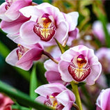 Kit Adubos Orgânicos Forth para Orquídeas