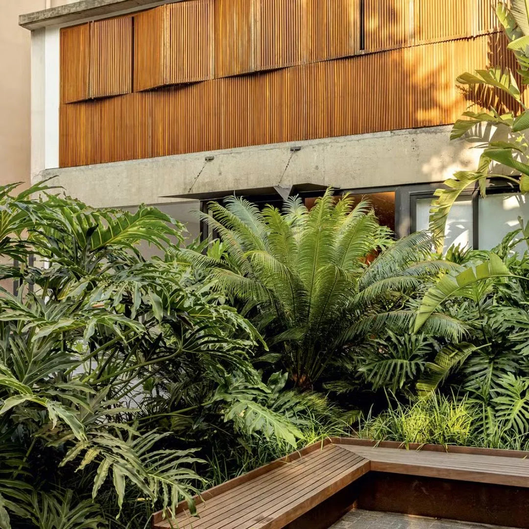 Muda de Guaimbê (Philodendron bipinnatifidum)