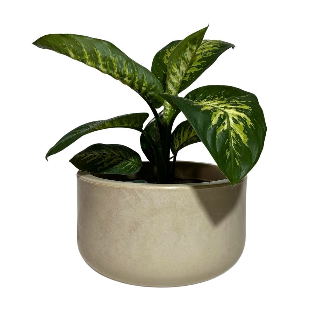 Vaso Bacia Linha Doha em Polietileno