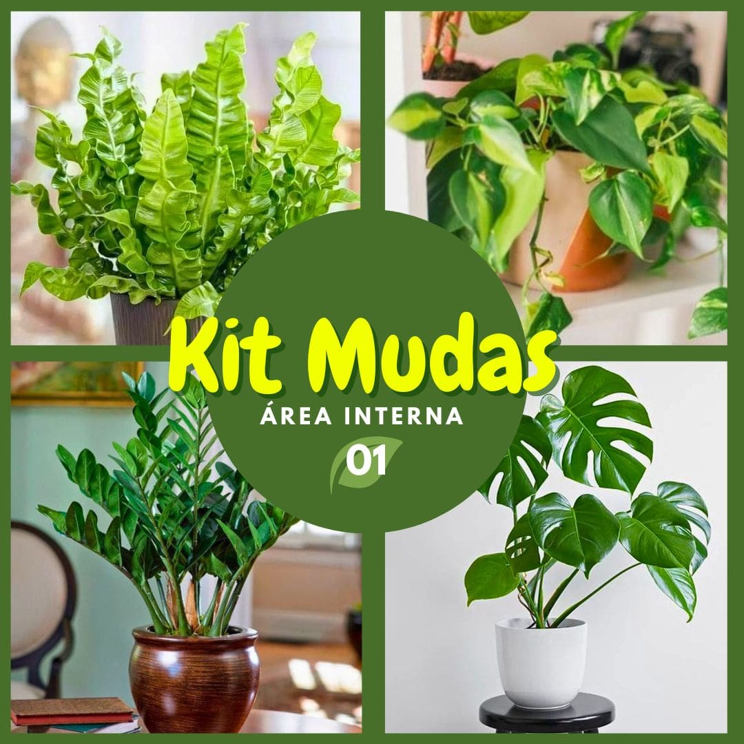 Kit de Planta Natural com 4 Mudas para Decoração Interna