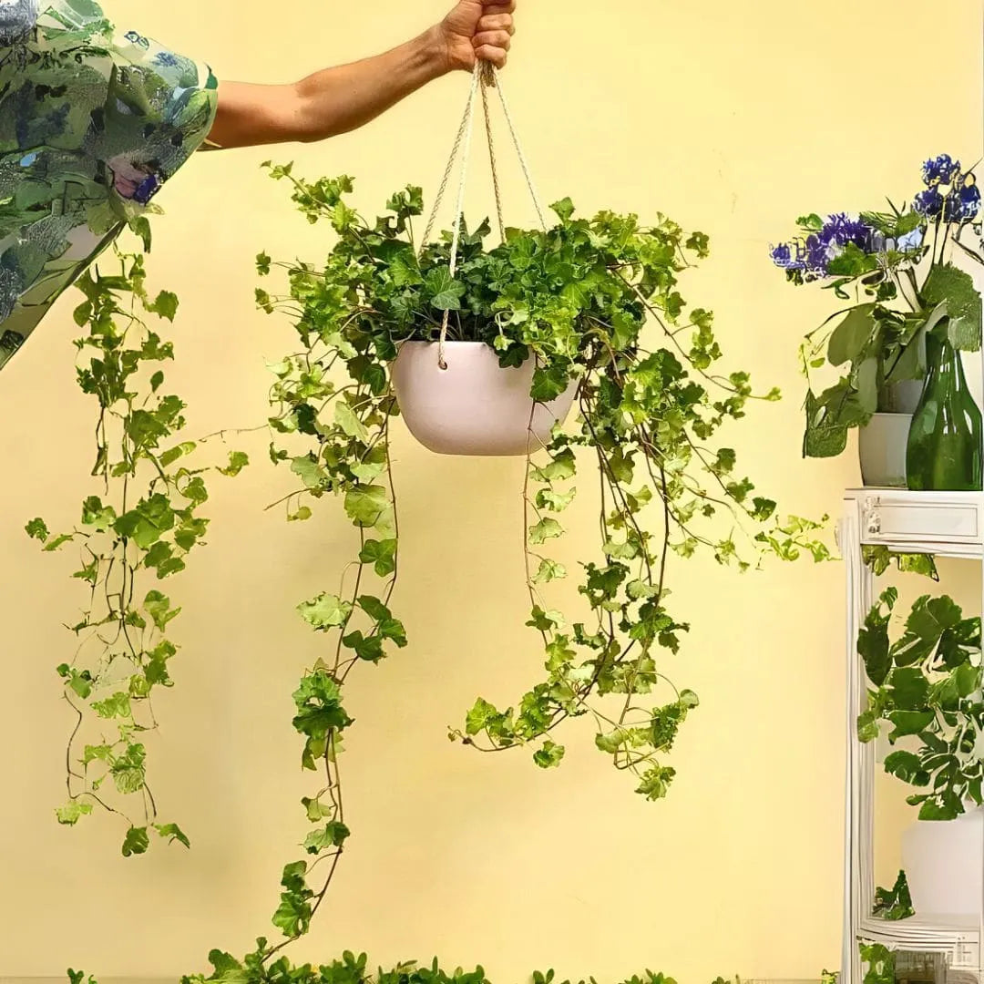 Muda Hera Pendente Trepadeira (Hedera helix)