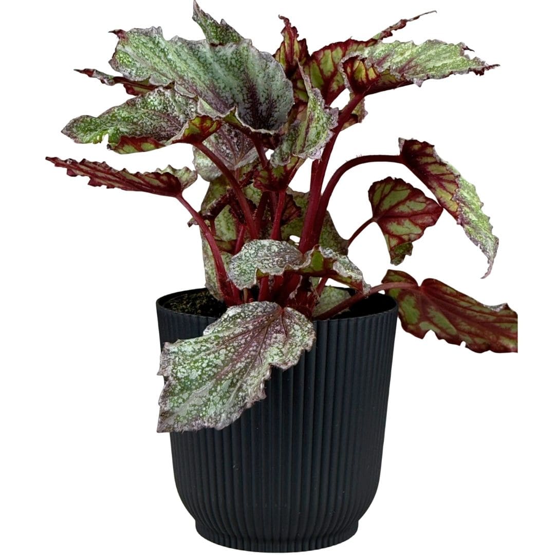 Kit 2 Vasos Cachepot Okla em Polipropileno