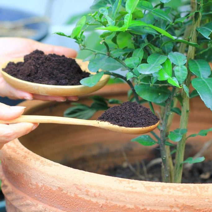 Substrato Terra Vegetal Adubada com Humus de Minhoca 3kg