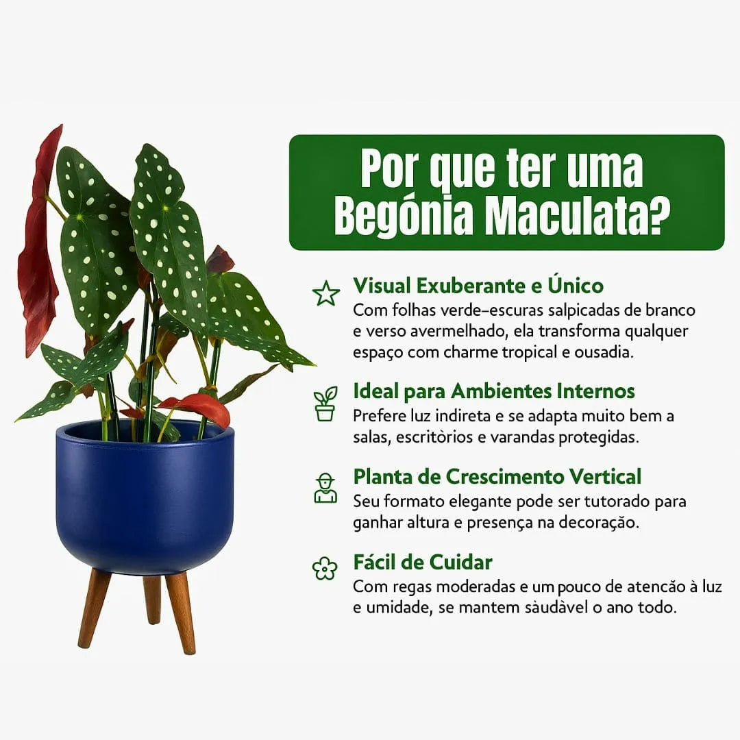 Muda Begônia Maculata