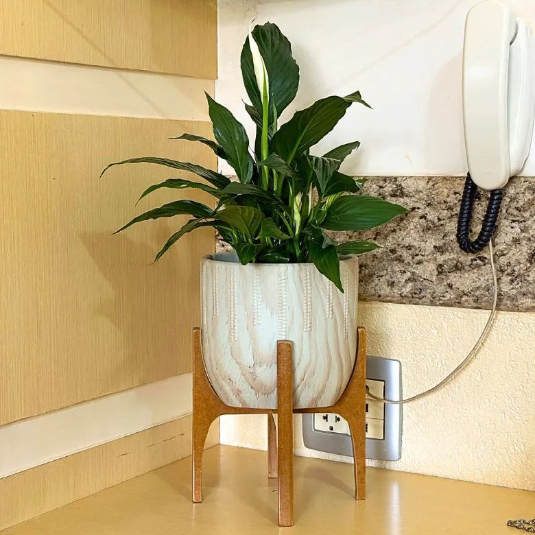 Vaso Cachepot Linha Genebra com Suporte de Madeira Alto