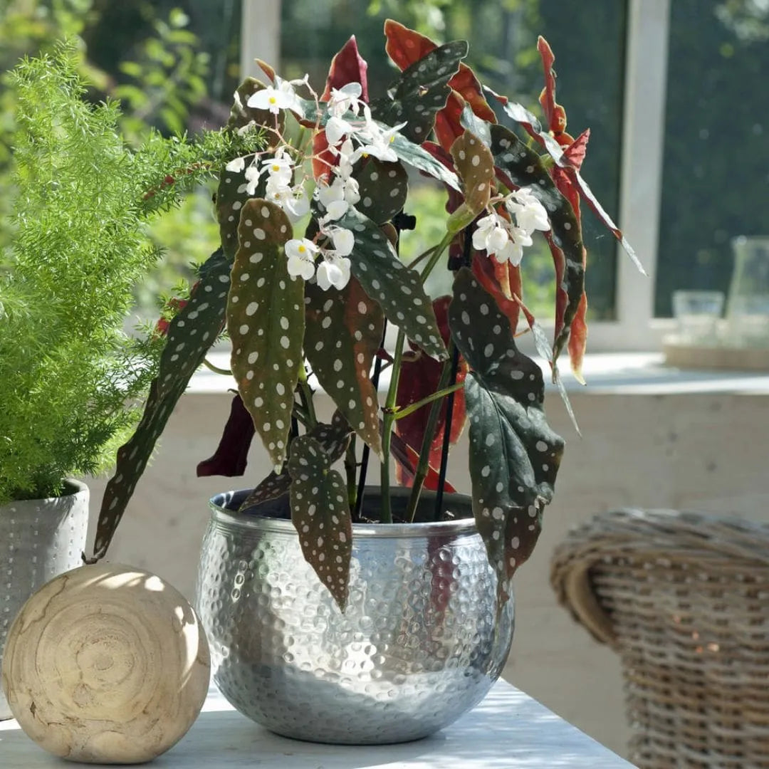 Muda Begônia Maculata