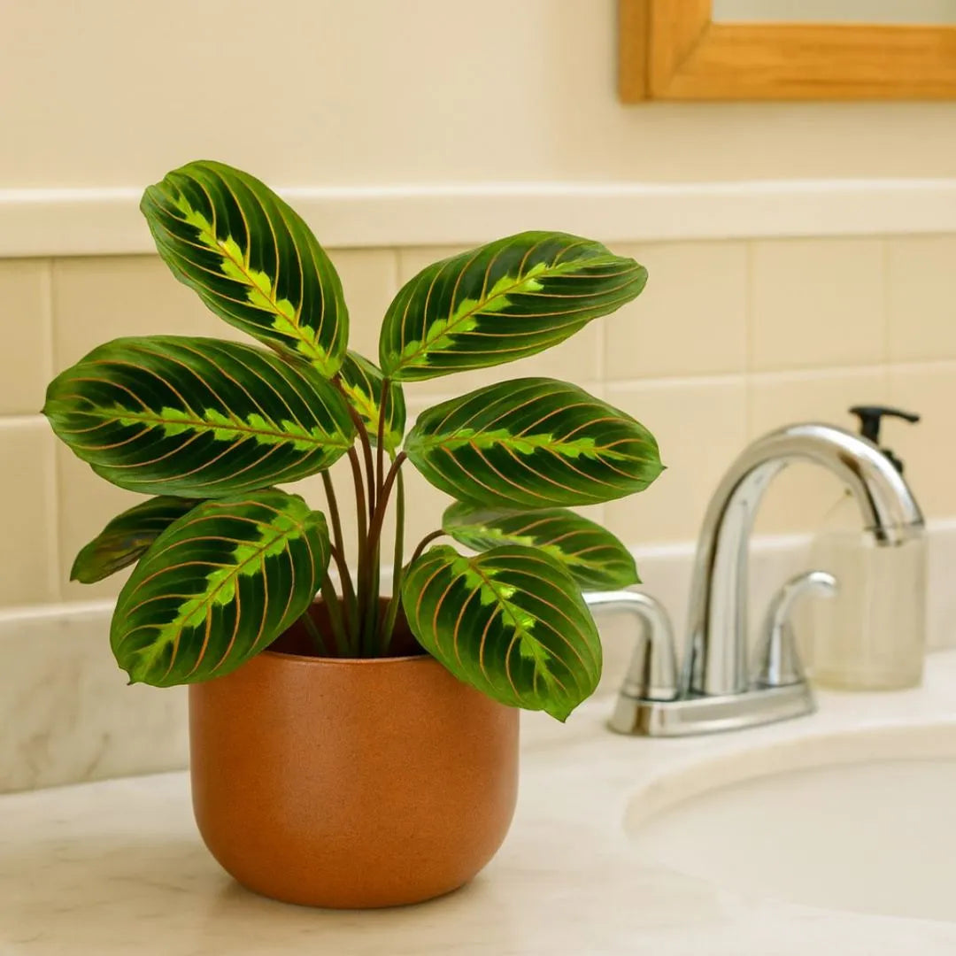 Vaso Doha Médio em Polietileno