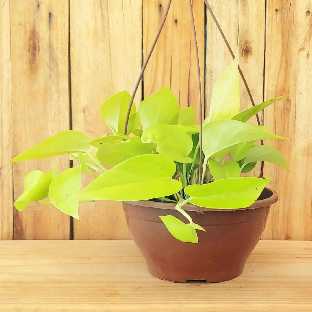 Muda Jiboia Amarela (Epipremnum aureum ‘Golden’)