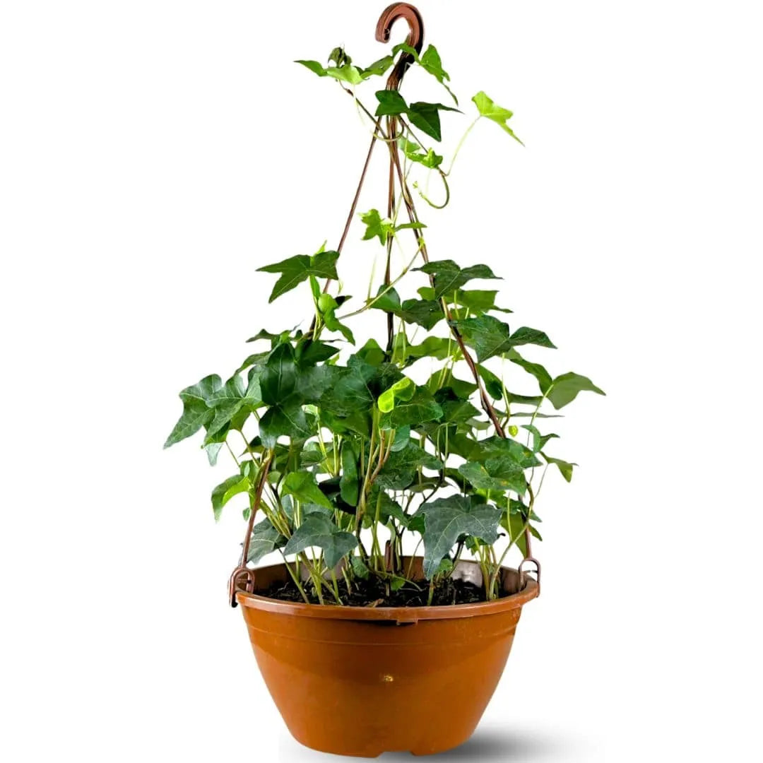 Muda Hera Pendente Trepadeira (Hedera helix)