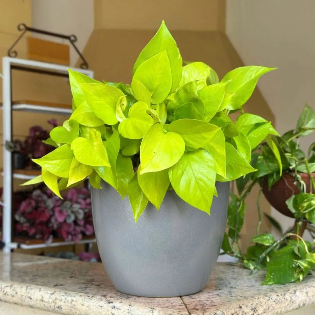 Kit 3 Vasos Polietileno Cone + Bacia