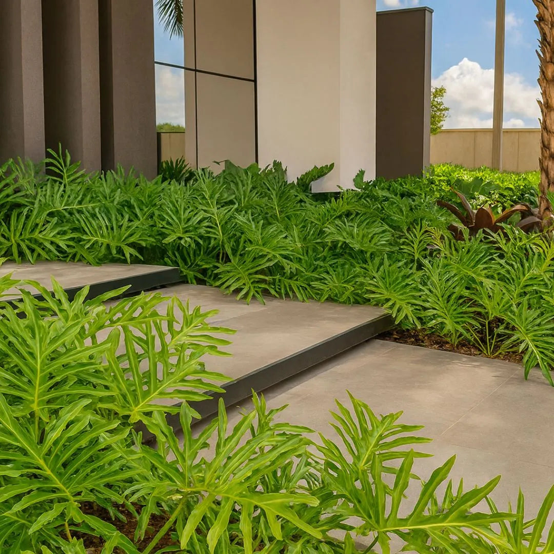 Muda de Guaimbê (Philodendron bipinnatifidum)