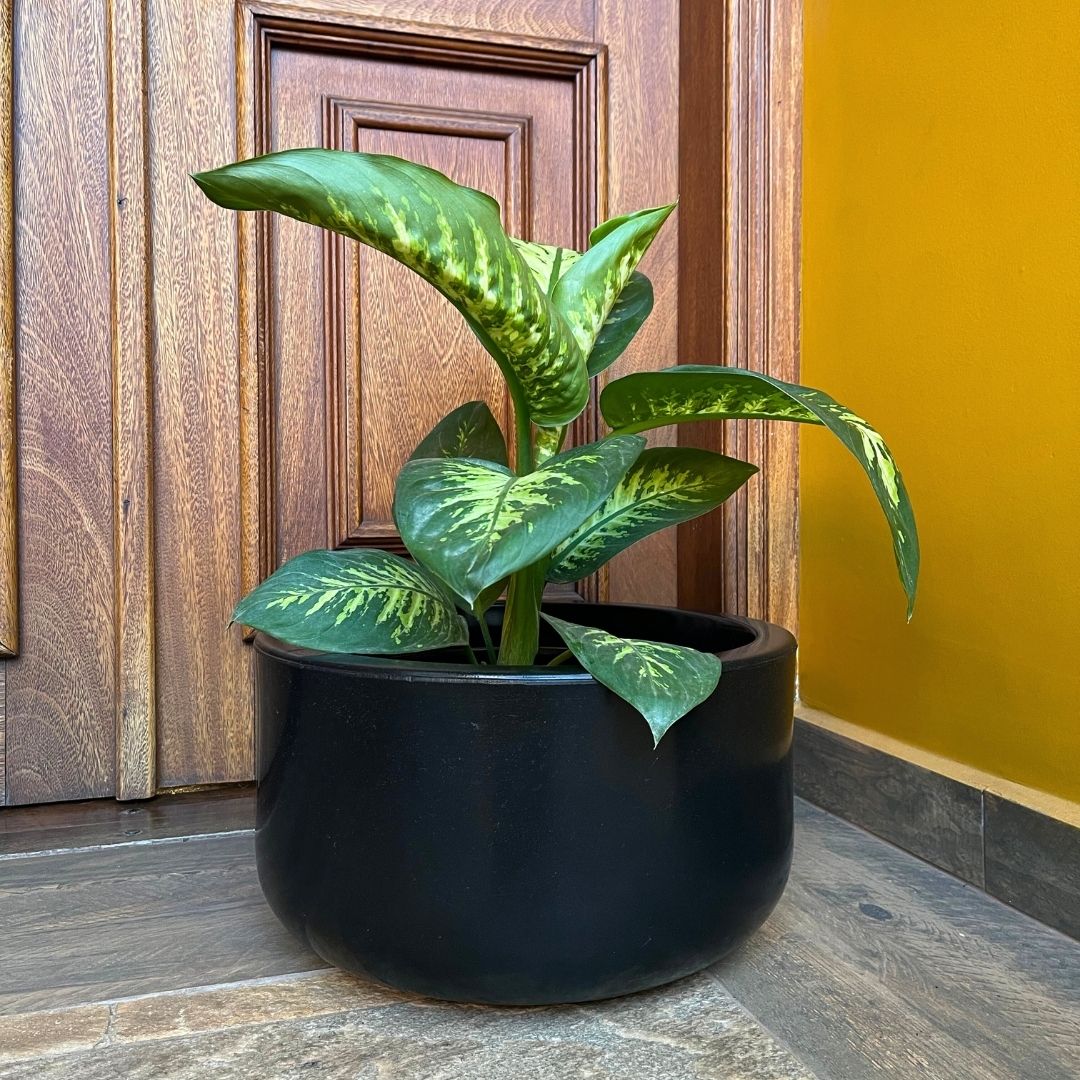 Vaso Bacia Linha Doha em Polietileno