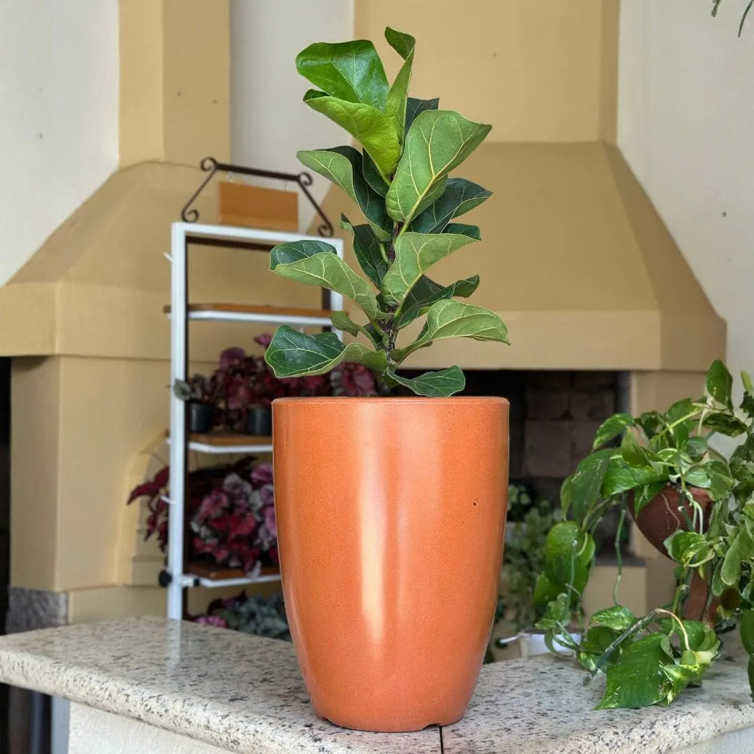 Kit 3 Vasos Polietileno Cone + Bacia