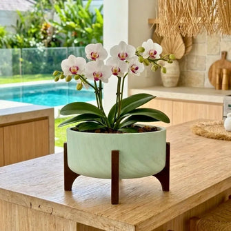 Vaso Bacia Linha Genebra com Suporte de Madeira