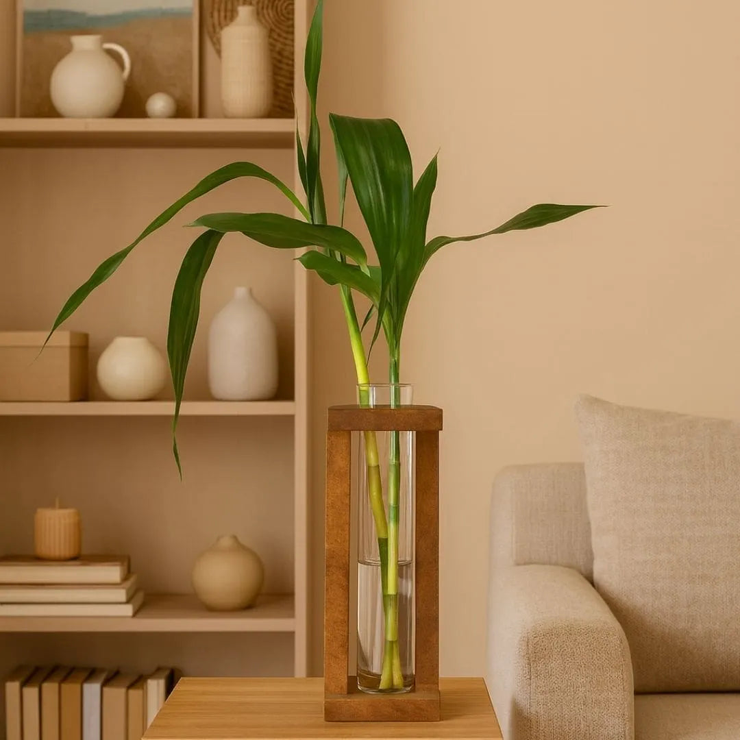 Vaso com Suporte + Muda Bambu da Sorte (Dracaena sanderiana)