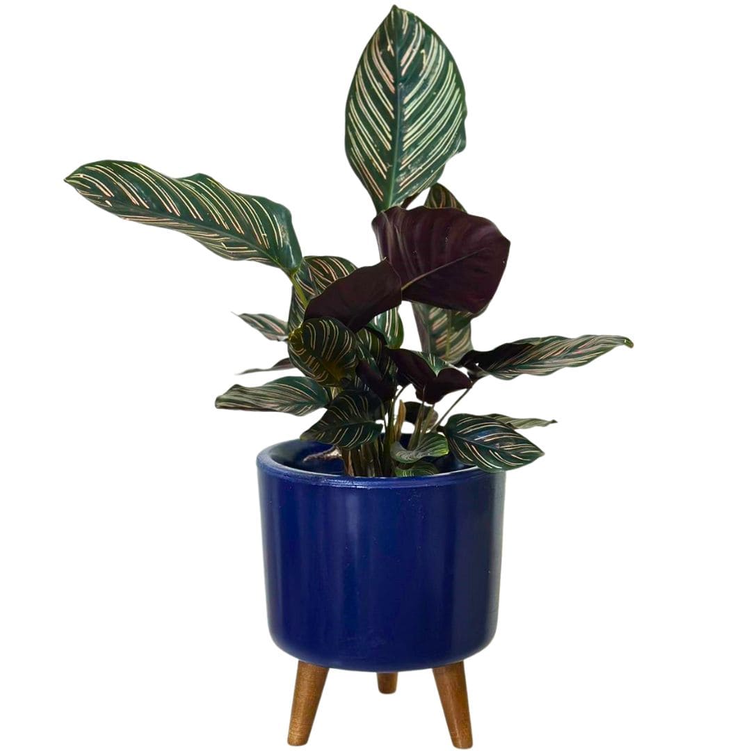 Mini Vaso Linha Doha 22cm com Tripé