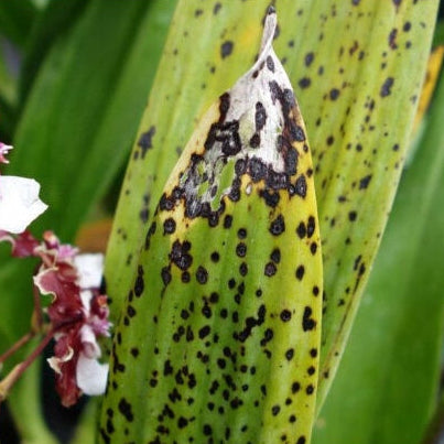 Inseticida Fungicida Defensor Forth 500ml